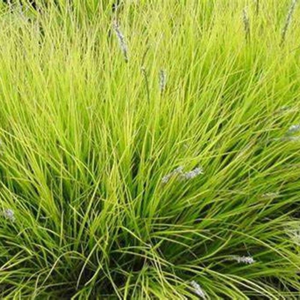 Grass, Autumn Moor #1 #1