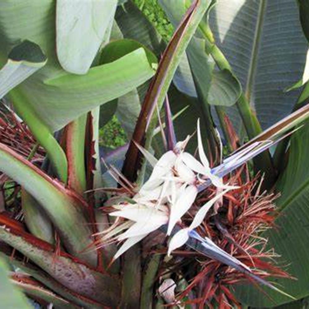 Strelitzia White Bird of Paradise 10" 10"