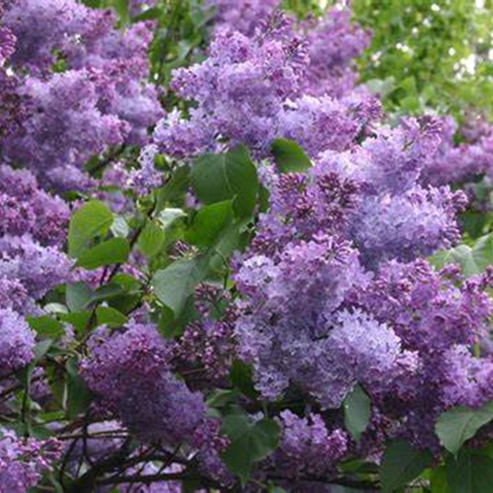 Lilac, Common Purple #3