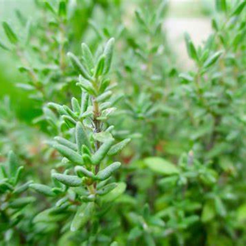 Herb, Annual Thyme 'English' 4" 4"