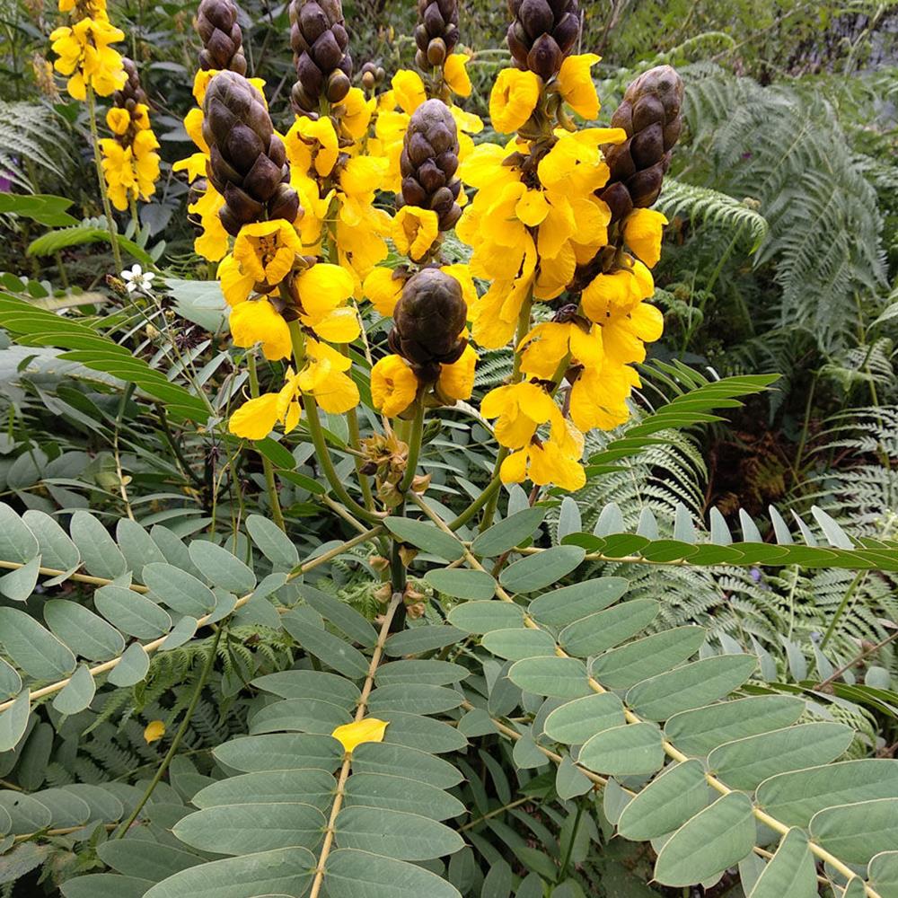 Popcorn Plant 6.5&rdquo; 6.5&rdquo;