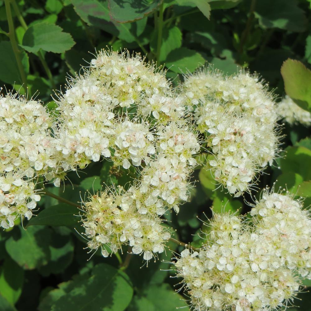 Spiraea, Birchleaf 'Tor' #2