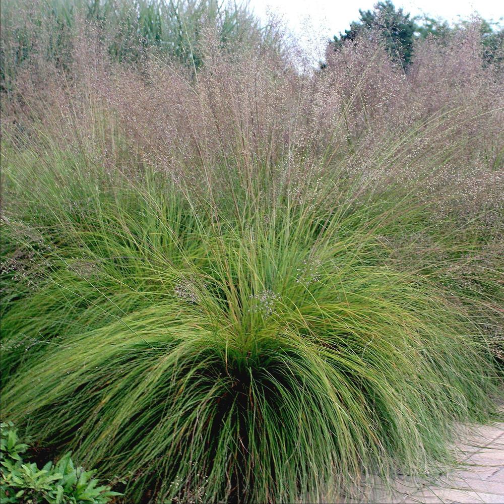 Grass, Prairie Dropseed #2 #2 Pot