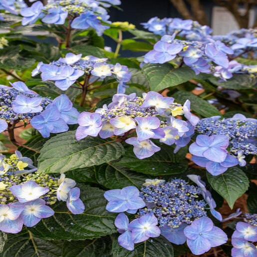 Hydrangea, Bigleaf 'Endless Summer Pop Star'#2