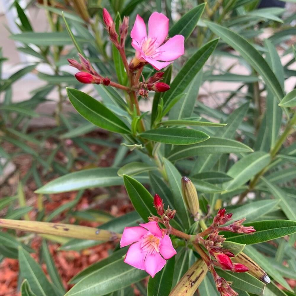 Oleander Bush Hot Pink 12"
