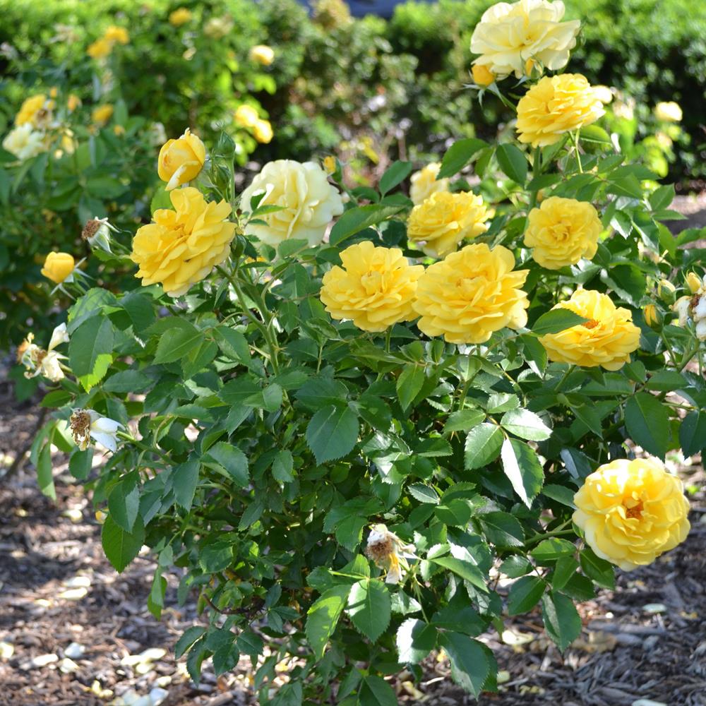 Rose, 'EE High Voltage' #2