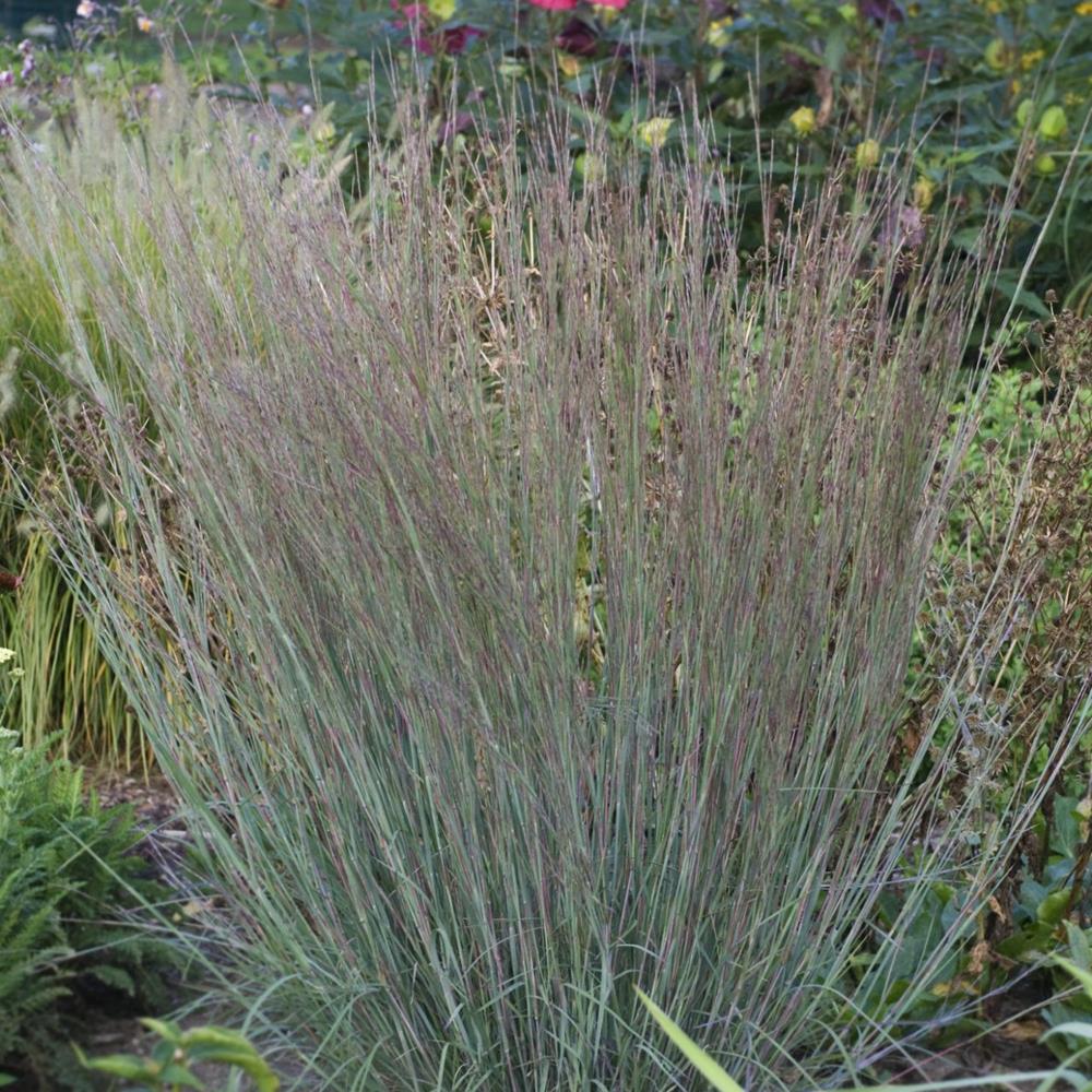 Grass, Little Bluestem 'Blue Heaven' #1 #1