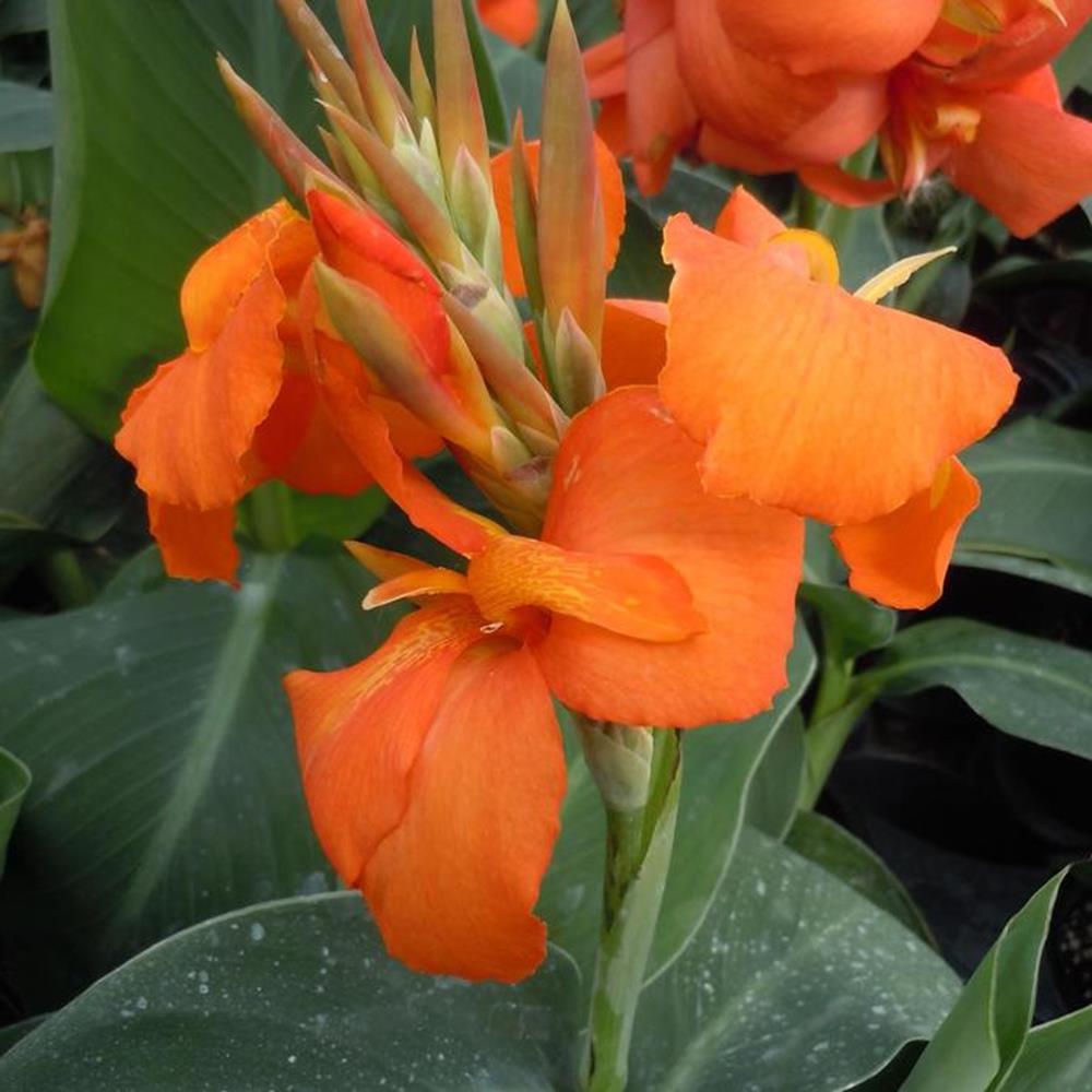 Cannova Orange Shades Canna