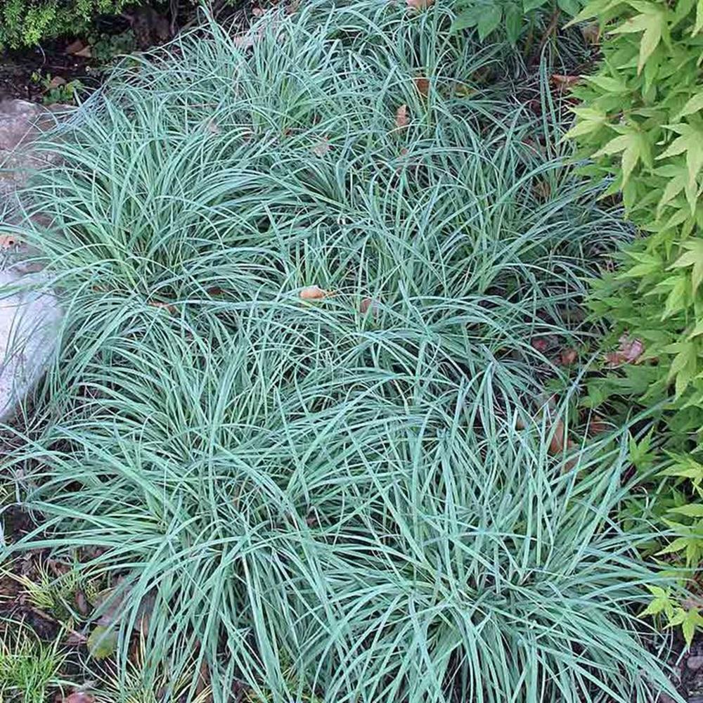 Grass, Sedge 'Blue Zinger' #1 #1
