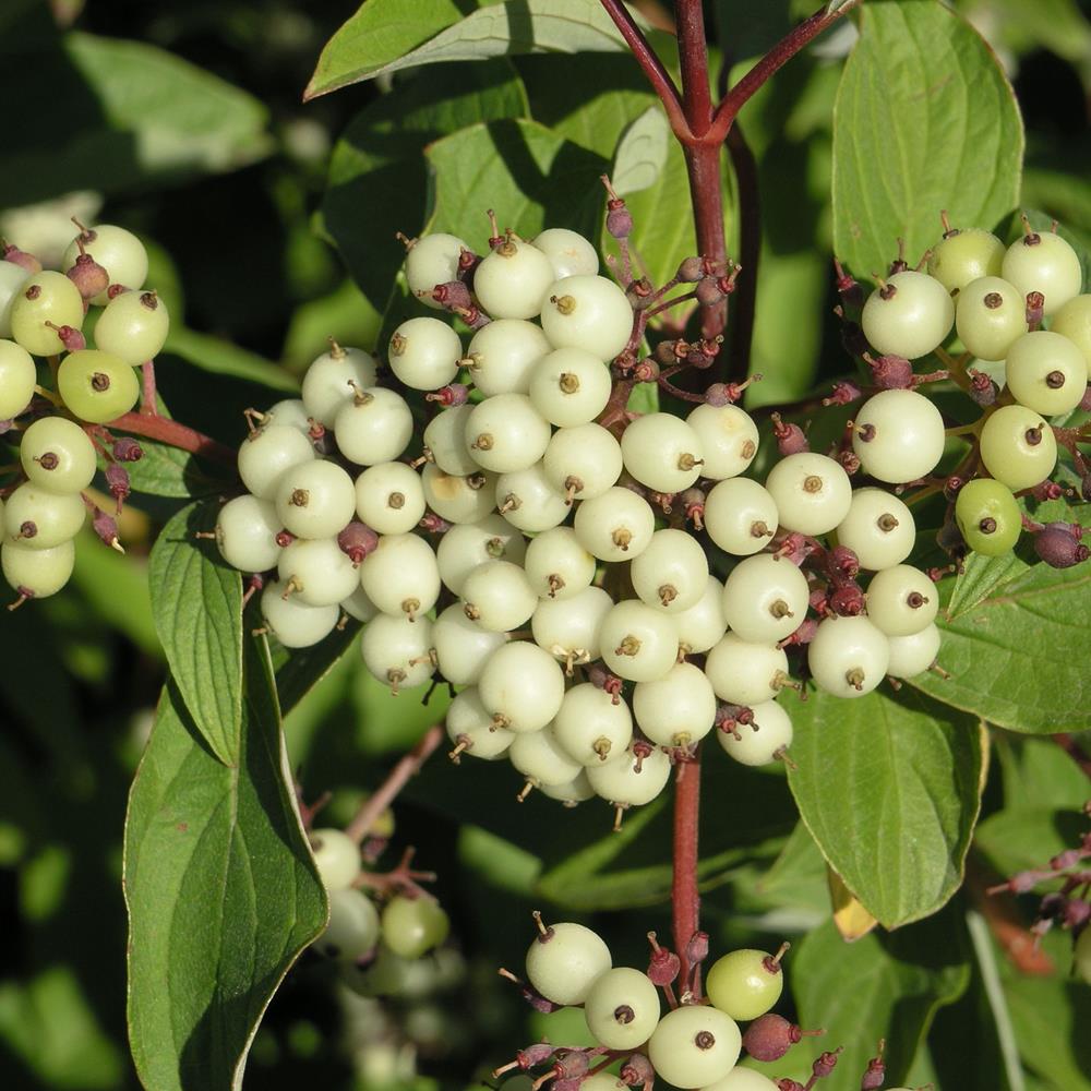 Dogwood, Red 'Bailey' #2
