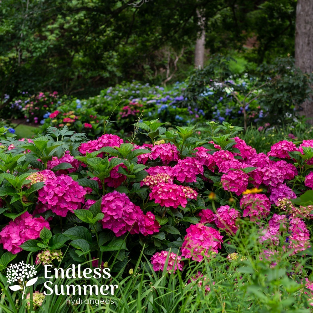 Hydrangea, Bigleaf 'Endless Summer Summer Crush' #2