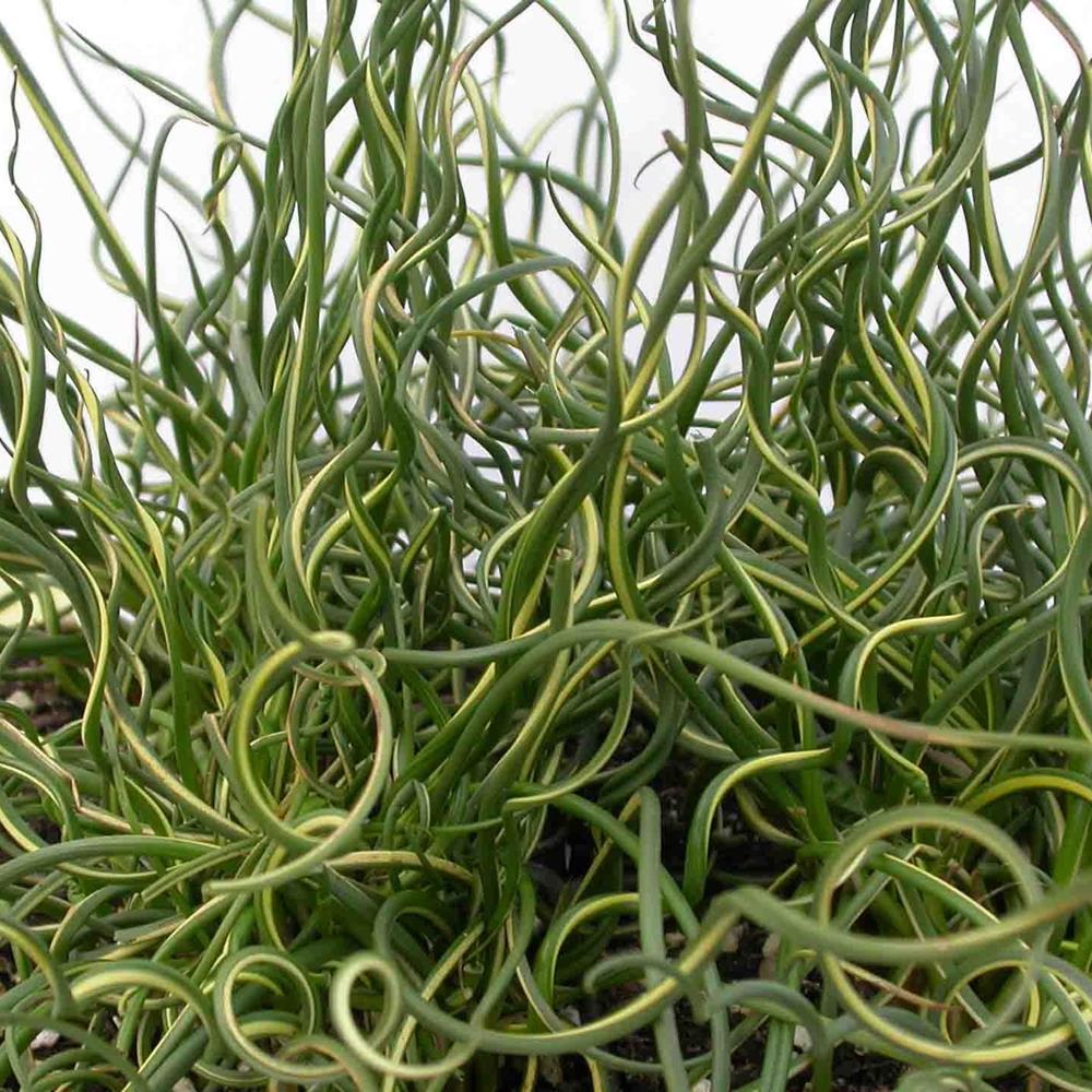 Juncus Big Twister #!