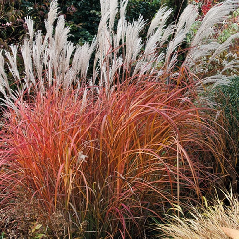 Grass, Maiden 'Fire Dragon' #1 #1