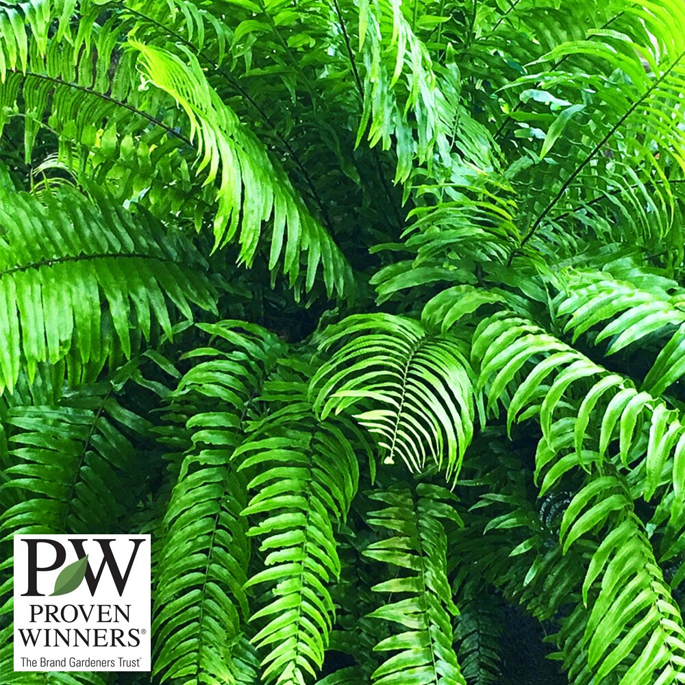 Fern Macho 1g