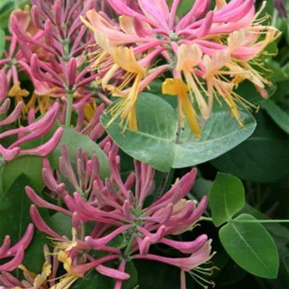 Honeysuckle, 'Goldflame' #2
