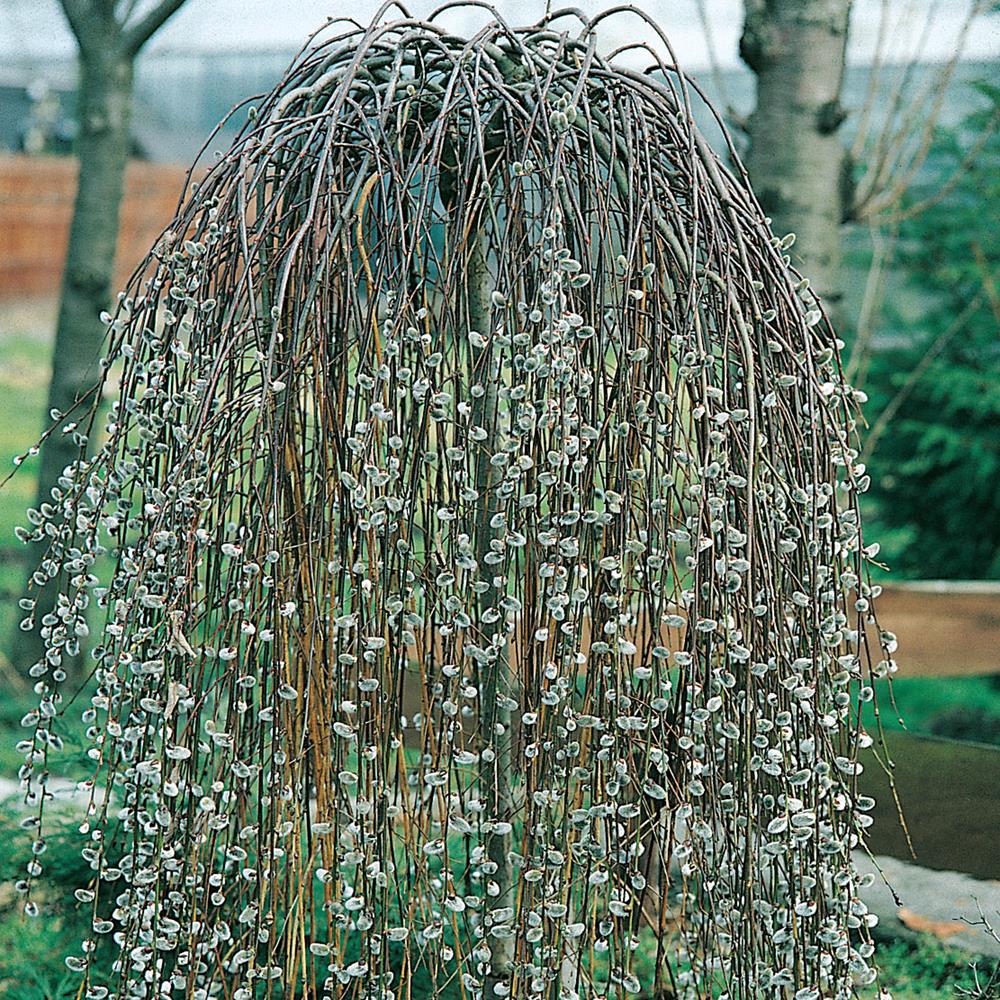 Willow 'Weeping Pussywillow' #7 #7