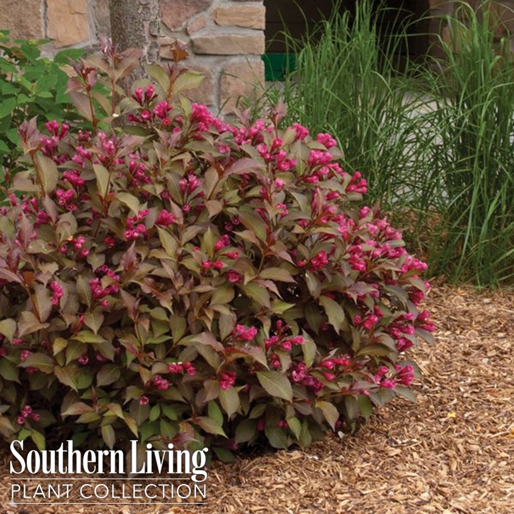 Weigelia, 'Shining Sensation' #2