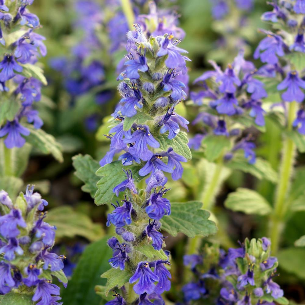 Ajuga 'Blueberry Muffin' #1 #1 Pot