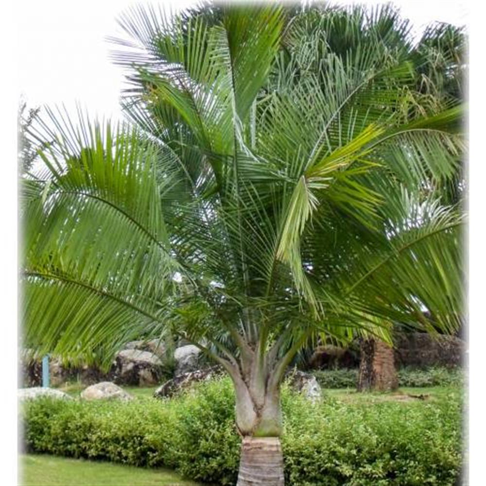 Palm 'Majesty' Multistem 12" 12"