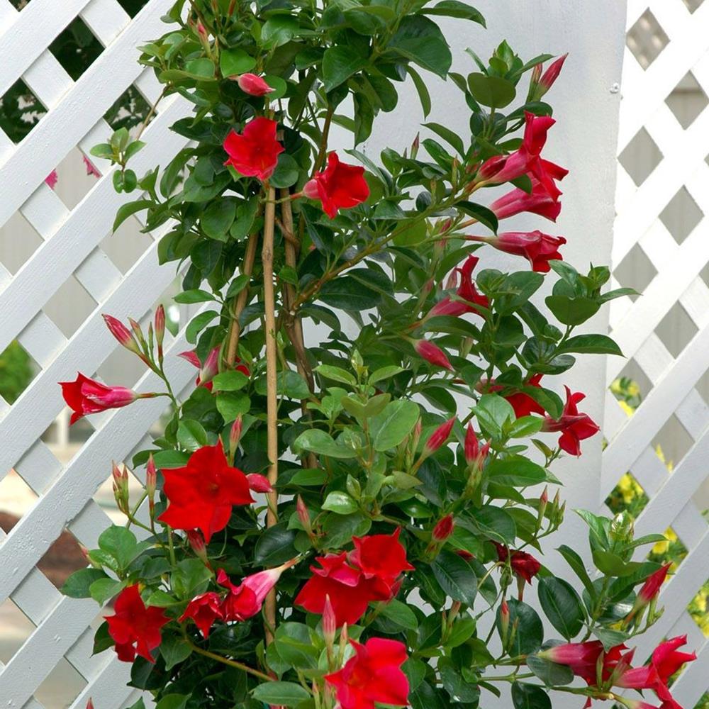 Mandevilla 'Red' 6" Hoop 6" Hoop