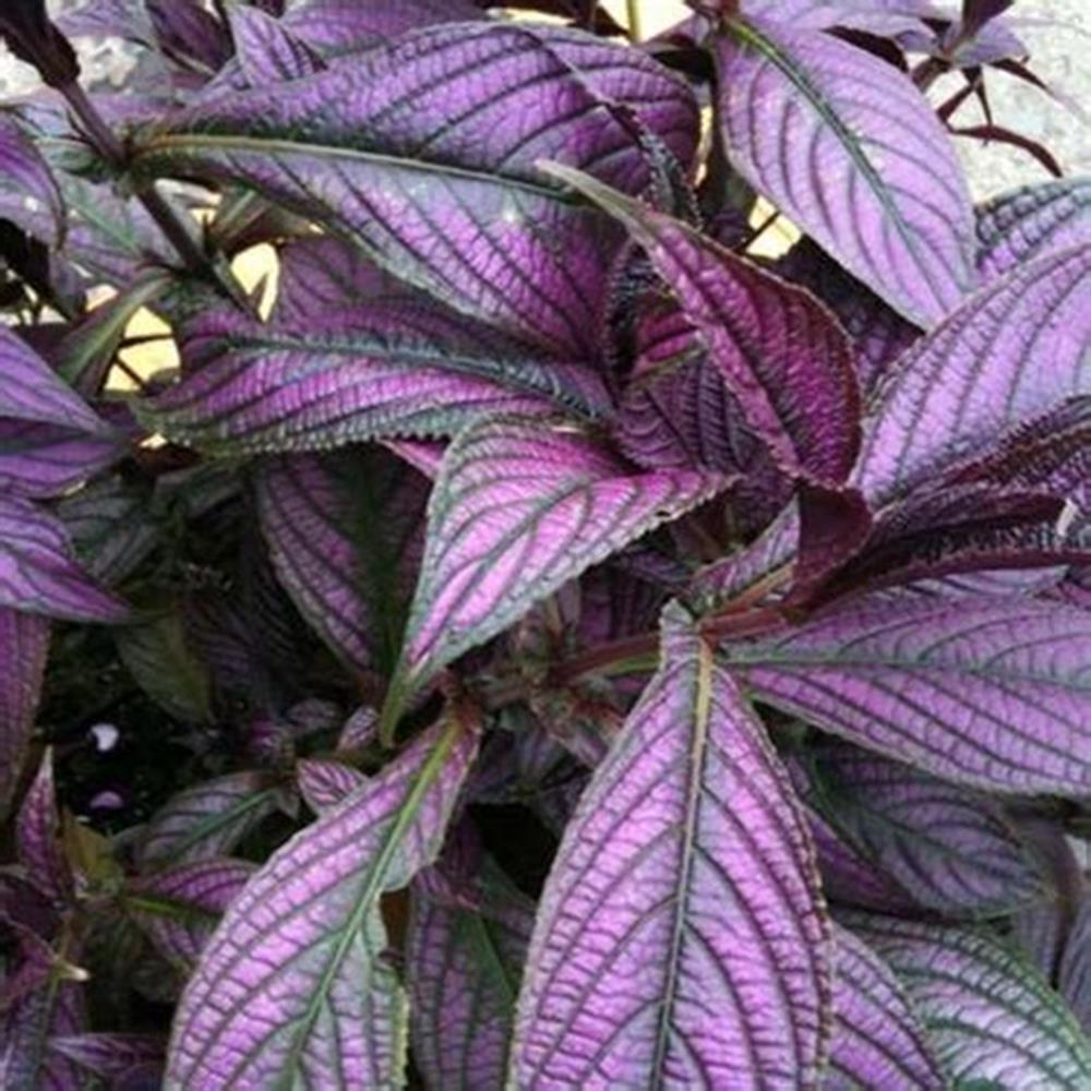Strobilanthes Persian Sheild 1 Gal Royale