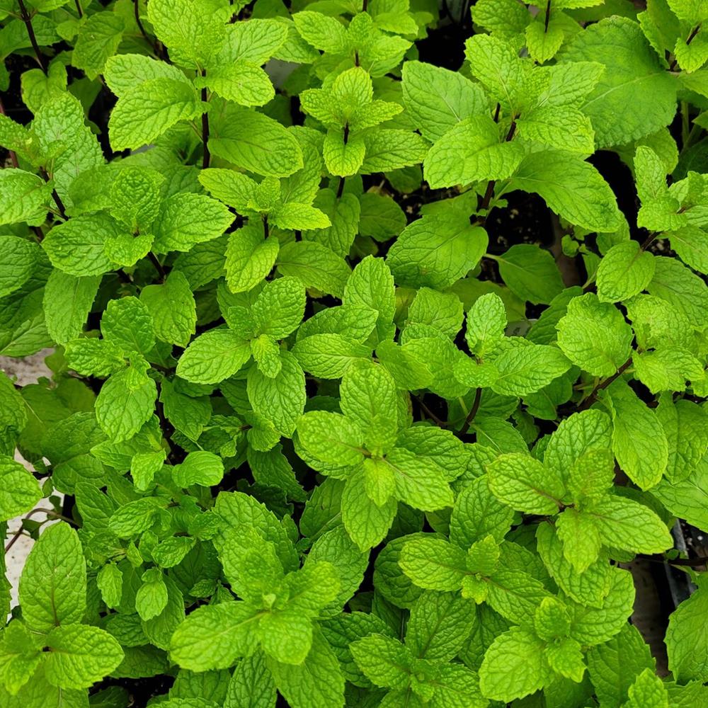 Herb, Mint Mojito 4" 4"