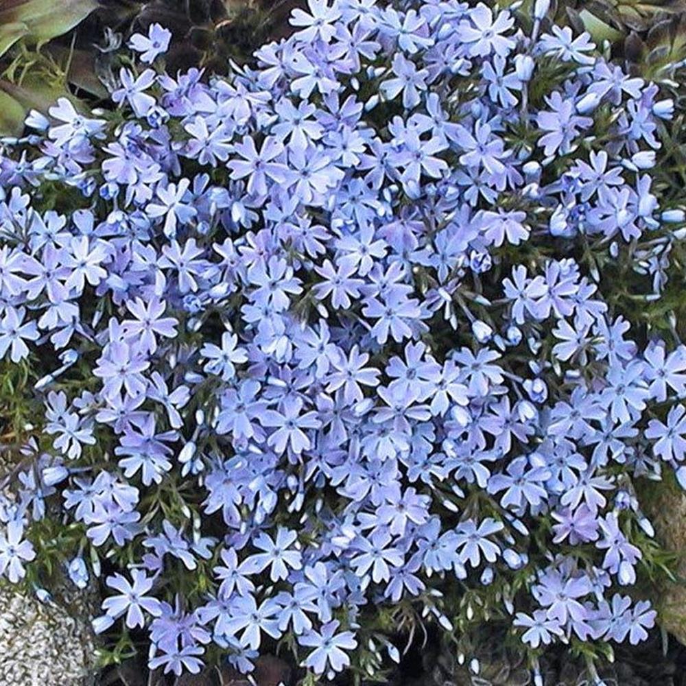 Phlox, Creeping 'Emerald Blue' Qt Qt Pot