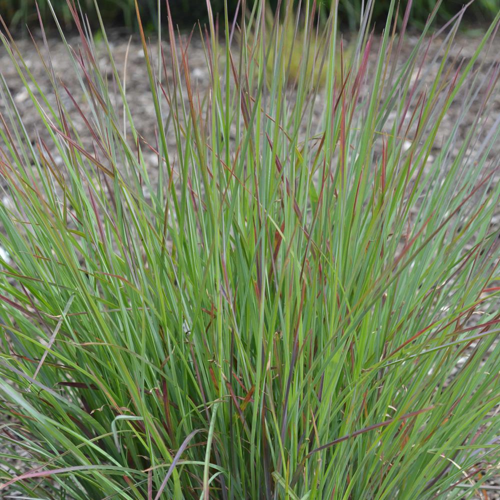 Grass, Little Bluestem 'Standing Ovation' #2 Pot