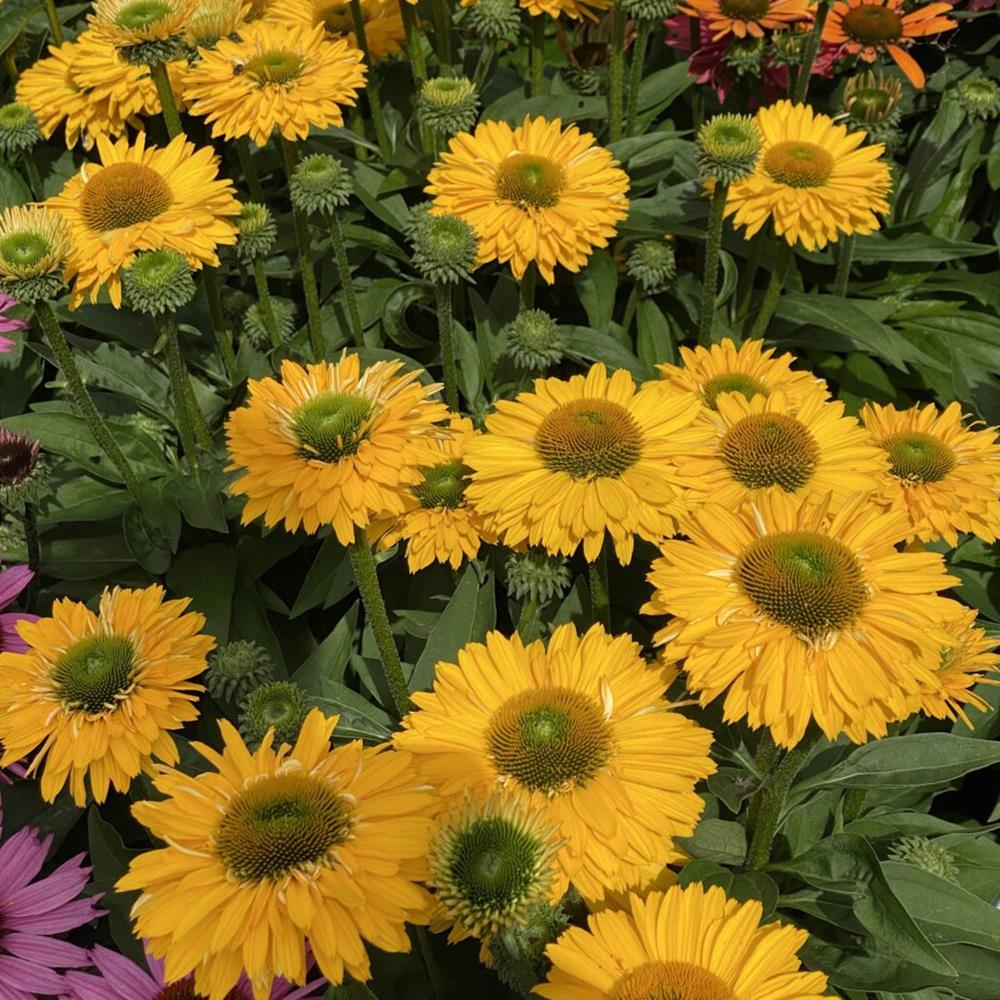 Coneflower 'Sunseeker Golden Sun' #1 #1 Pot