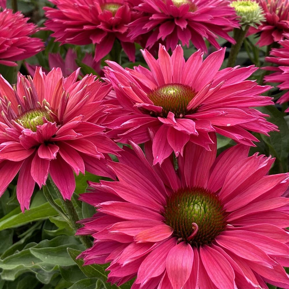 Coneflower 'Sunseeker Sweet Fuchsia' #1 #1 Pot