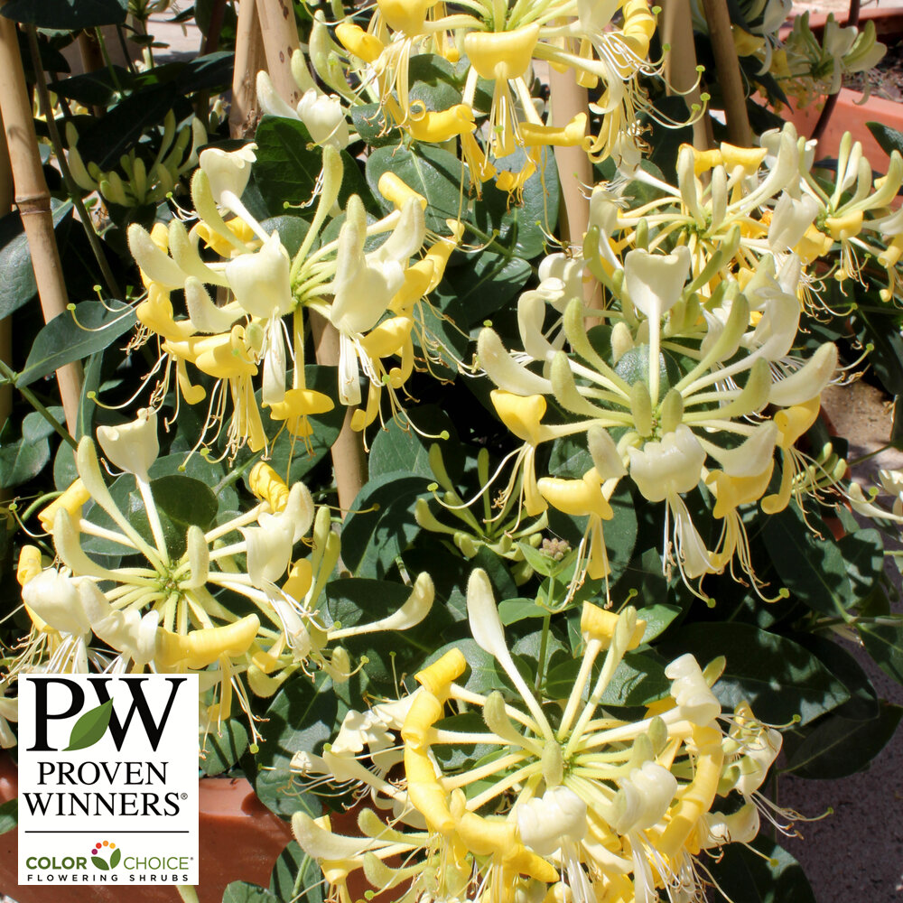 Honeysuckle 'Scentsation' #3