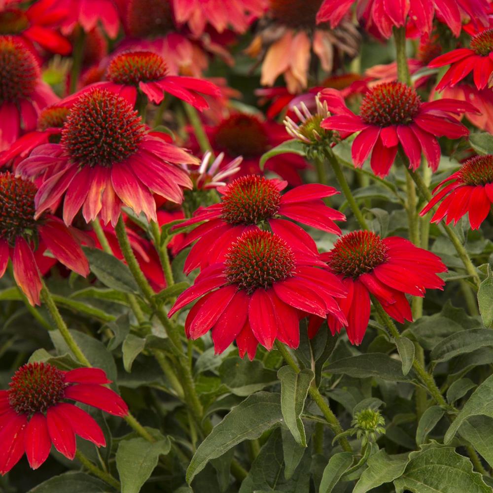Coneflower 'Sombrero Sangrita' #1 #1 Pot