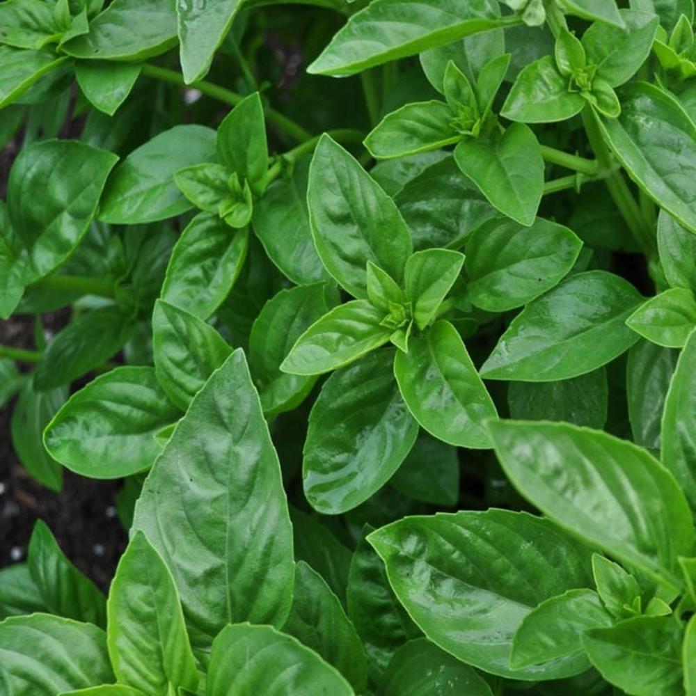 Herb, Annual Basil Dolce Fresca 4" 4"