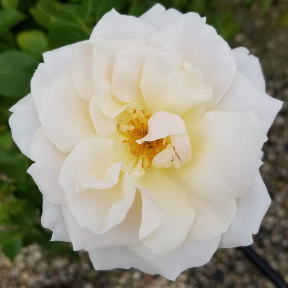 Rose, 'EE Champagne Wishes' #2