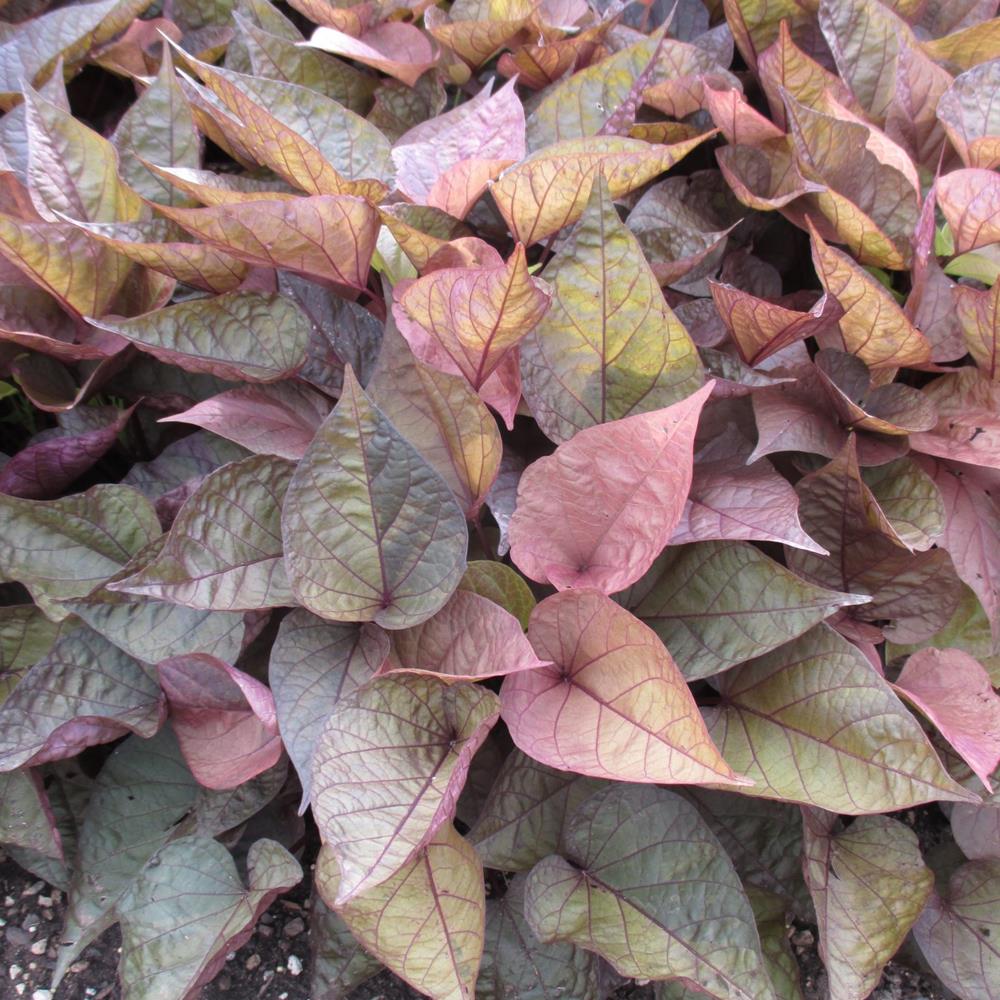 Sweet Potato Vine FLora Mia Rosso 4.75"
