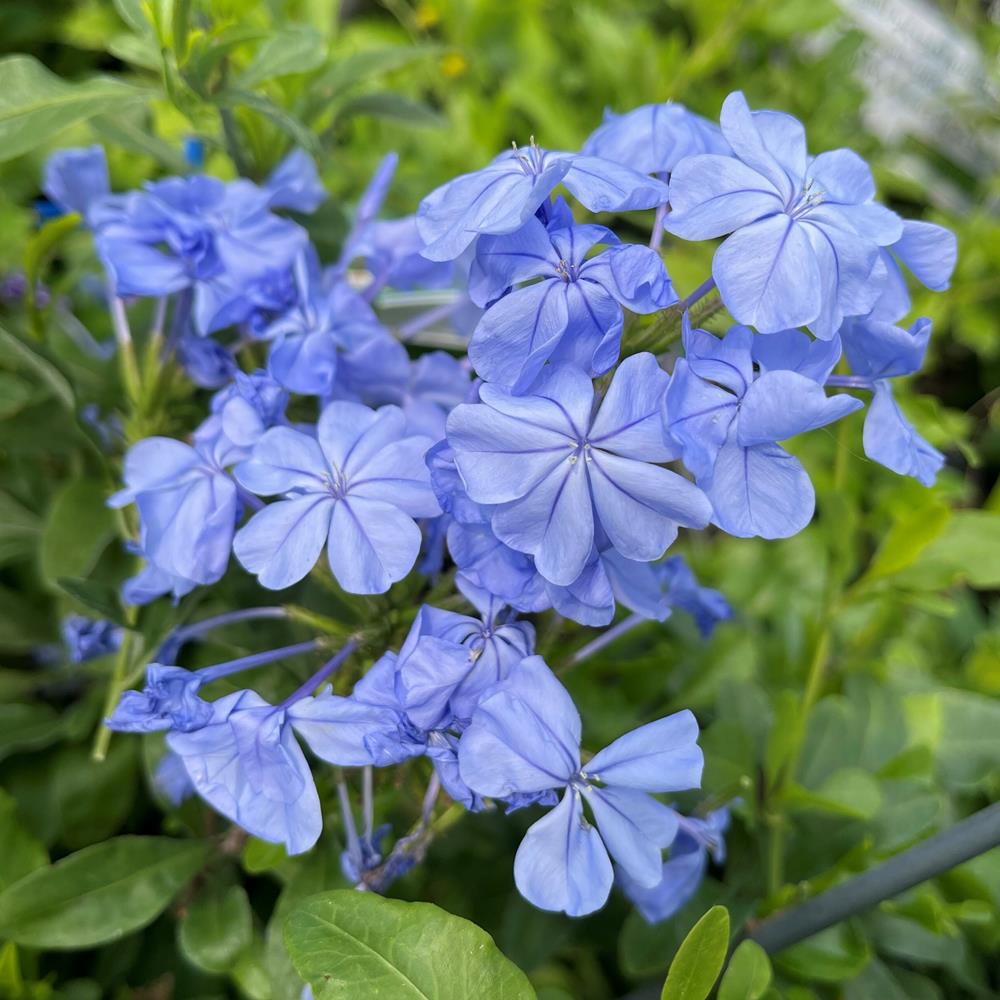 Plumbago 'Royal Cape' #1 #1
