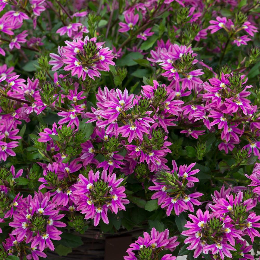 Scaevola Surdiva Fasion Pink 4.75"