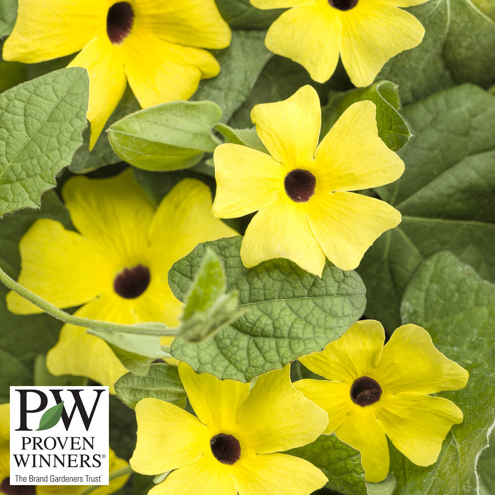 Thunbergia 'Lemon A Peel