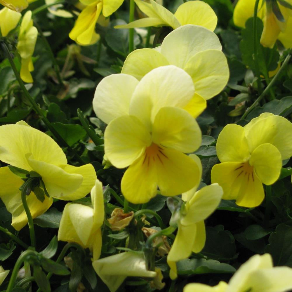 Viola Halo 'Lemon Frost' #1