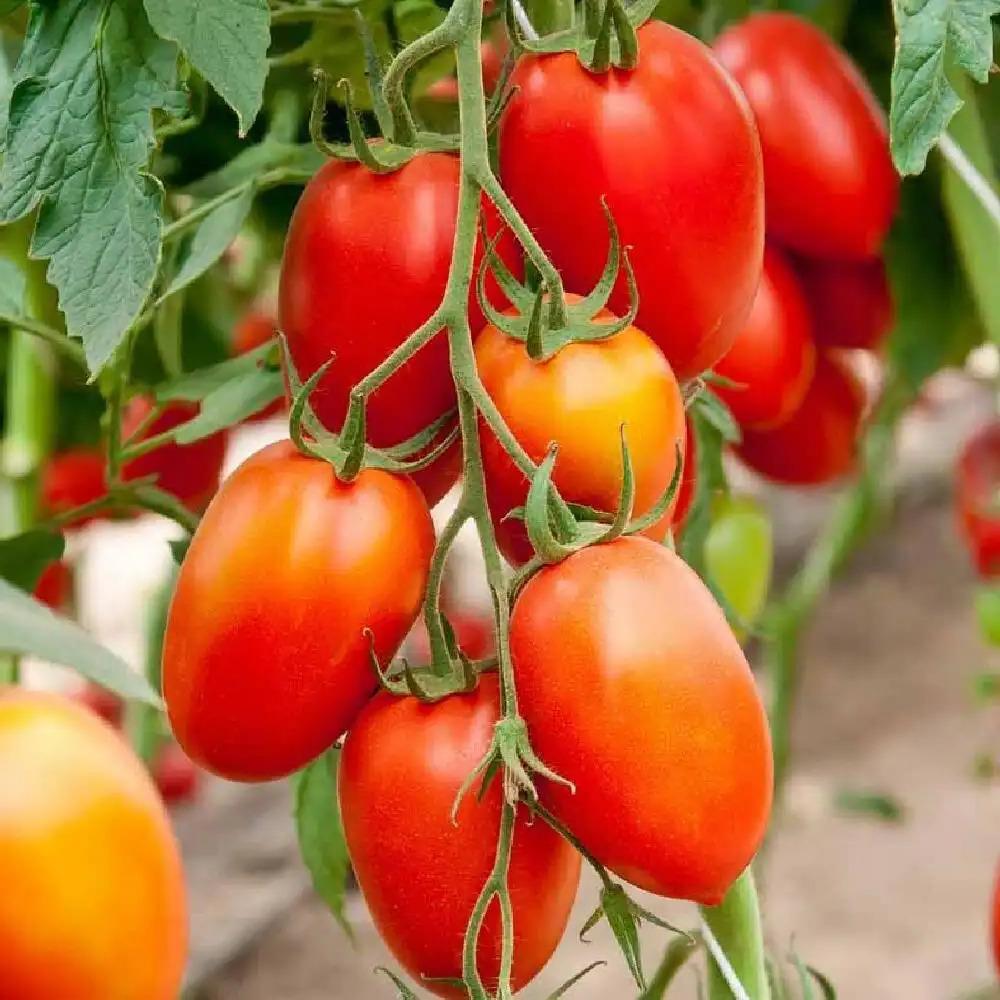 Tomato La Roma 4" 4"