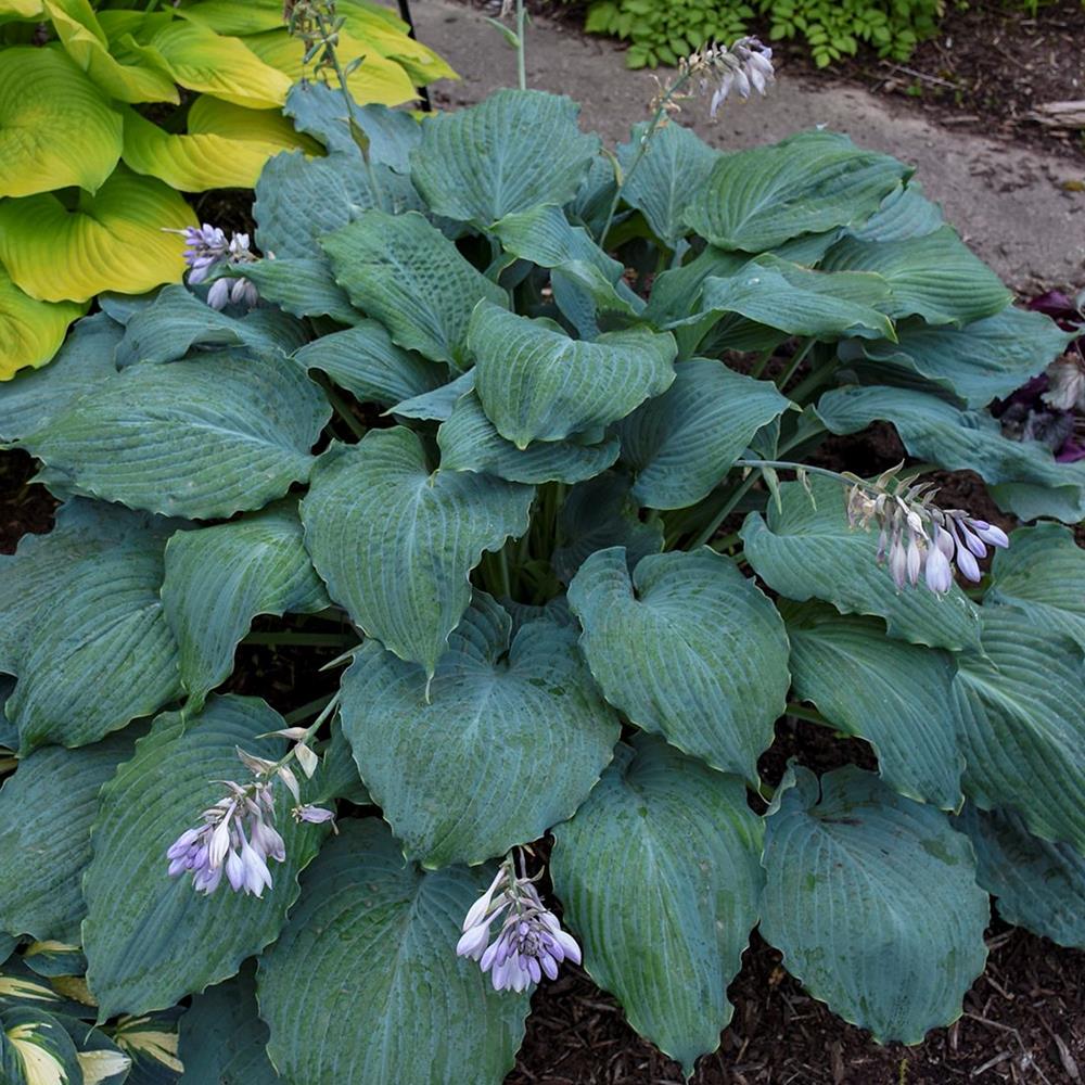 Hosta 'Diamond Lake' #1 #1 Pot