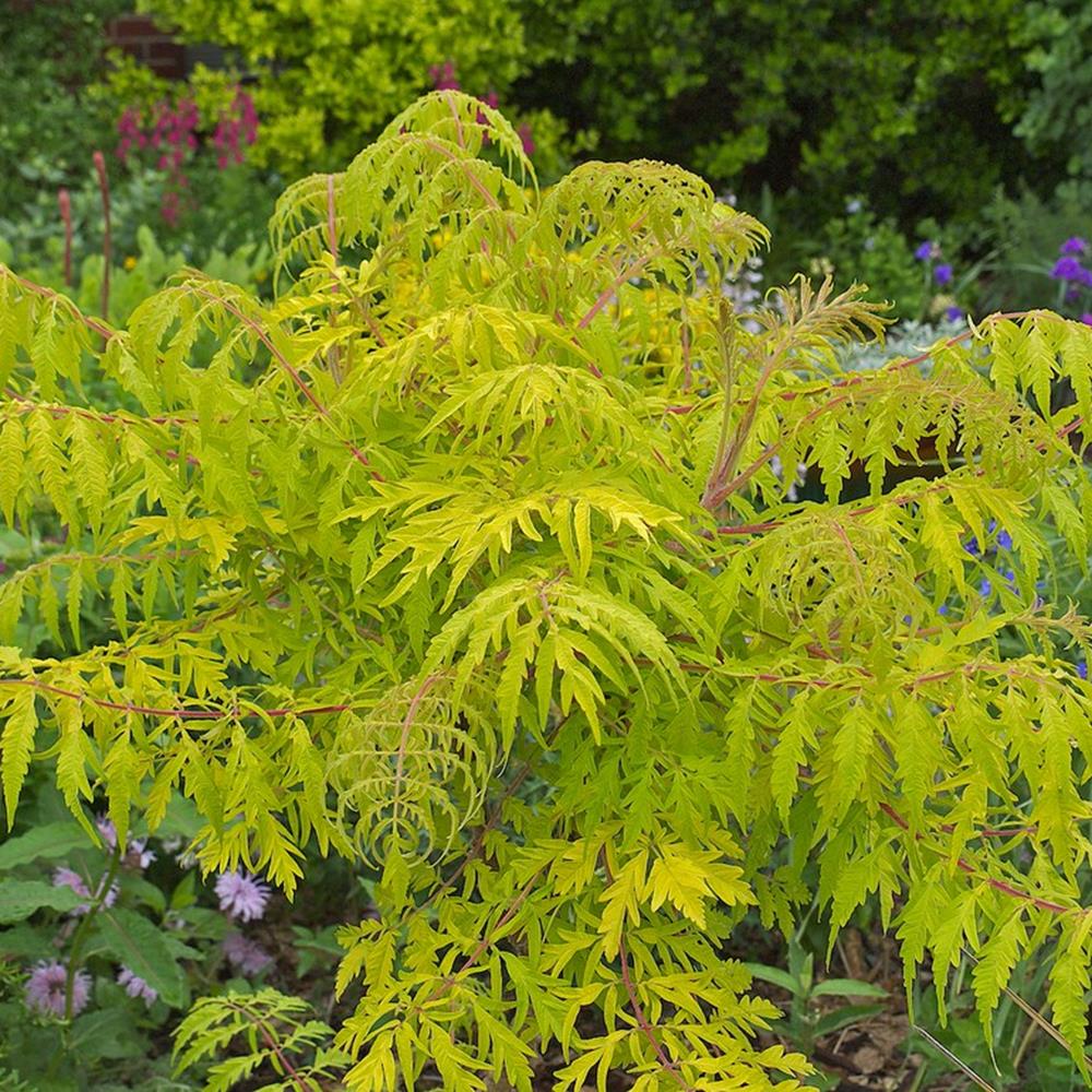 Sumac, 'Tiger Eye' #5