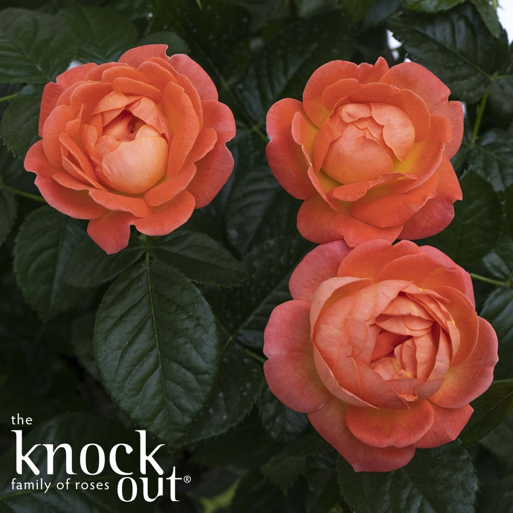Rose, 'Orange Glow Knock Out' #2