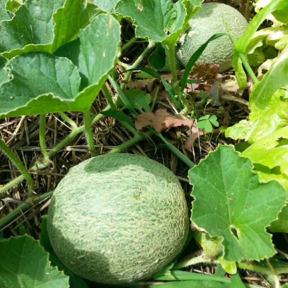 Melon, Cantaloupe 'Ambrosia' 4" 4"