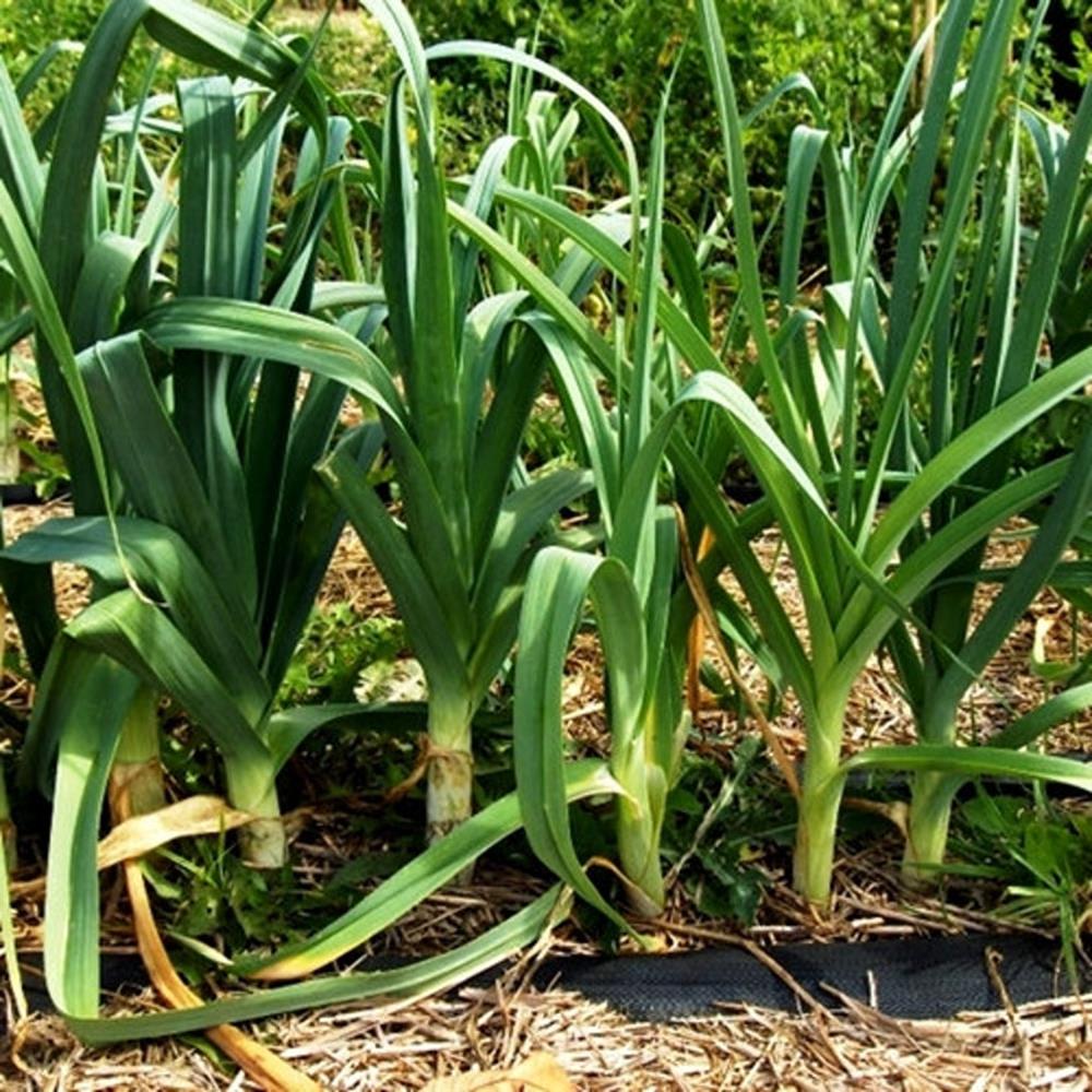 Leeks 'American Flag' 4 Pack 4 pack