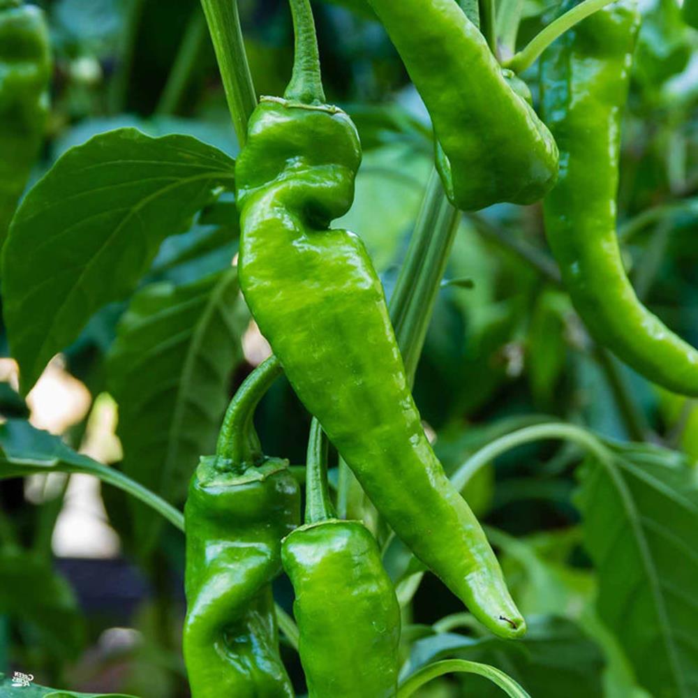 Pepper Hot 'Anaheim' 4" 4"
