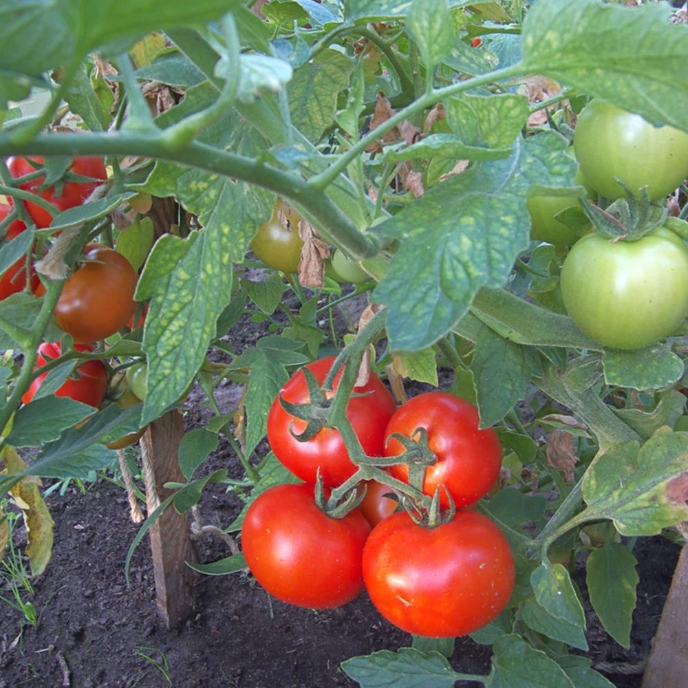 Tomato 'Baby Boomer' 4" 4"