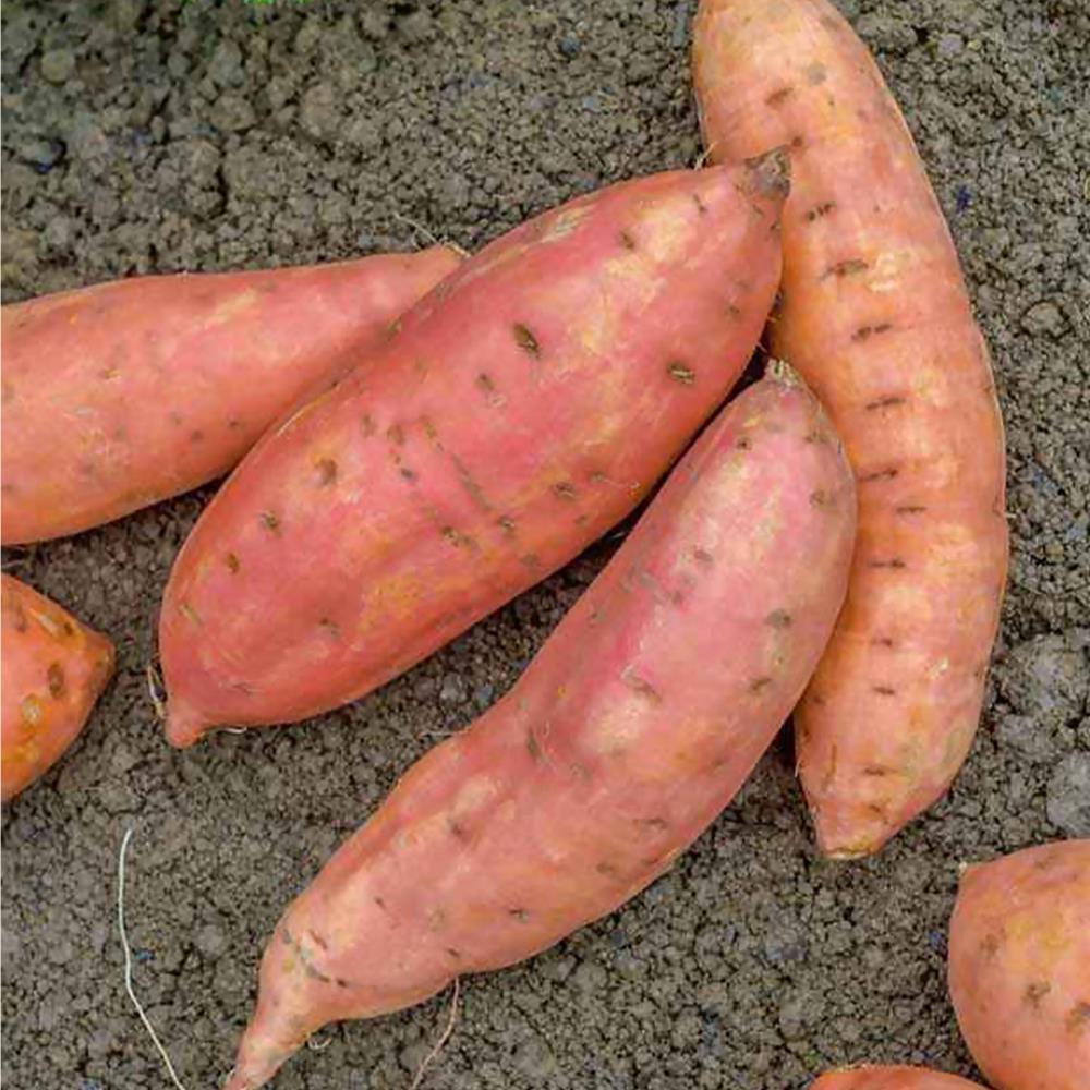 Sweet Potato 'Beauregard' #1 #1