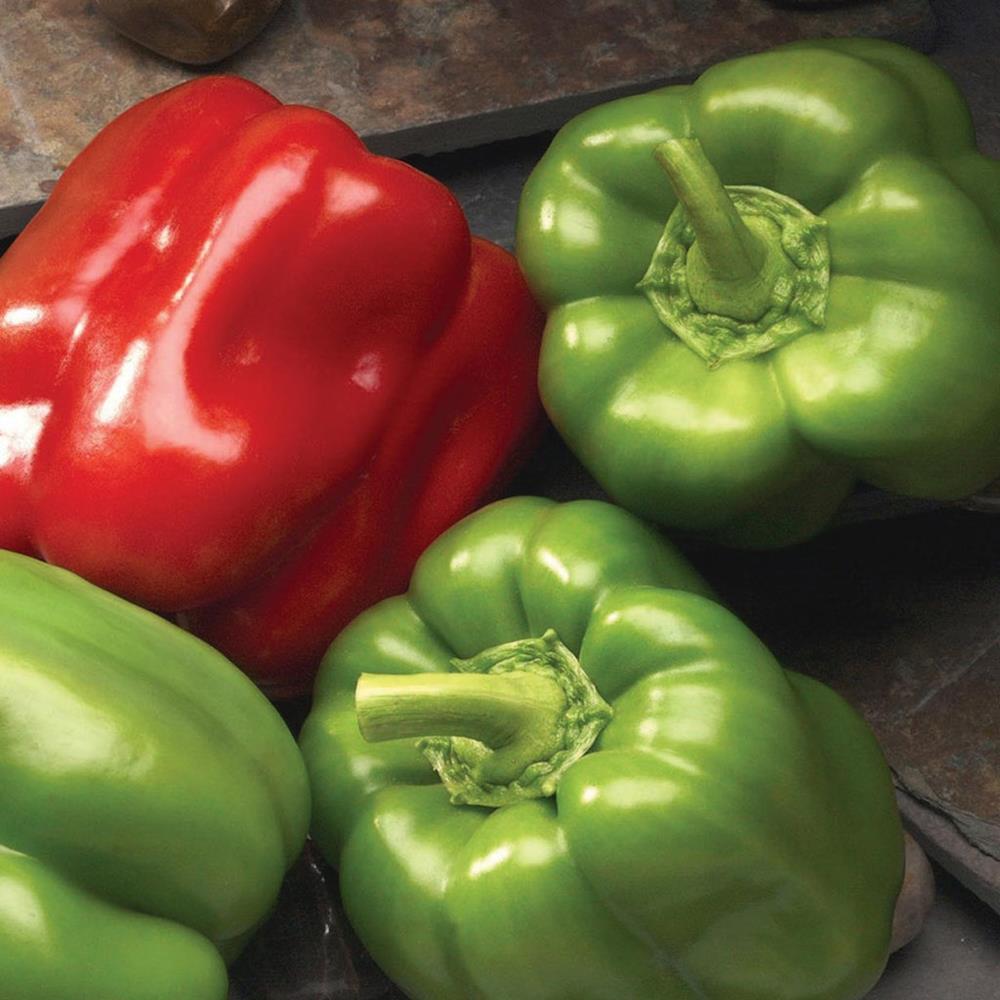 Pepper Sweet 'Better Belle' 4" 4"