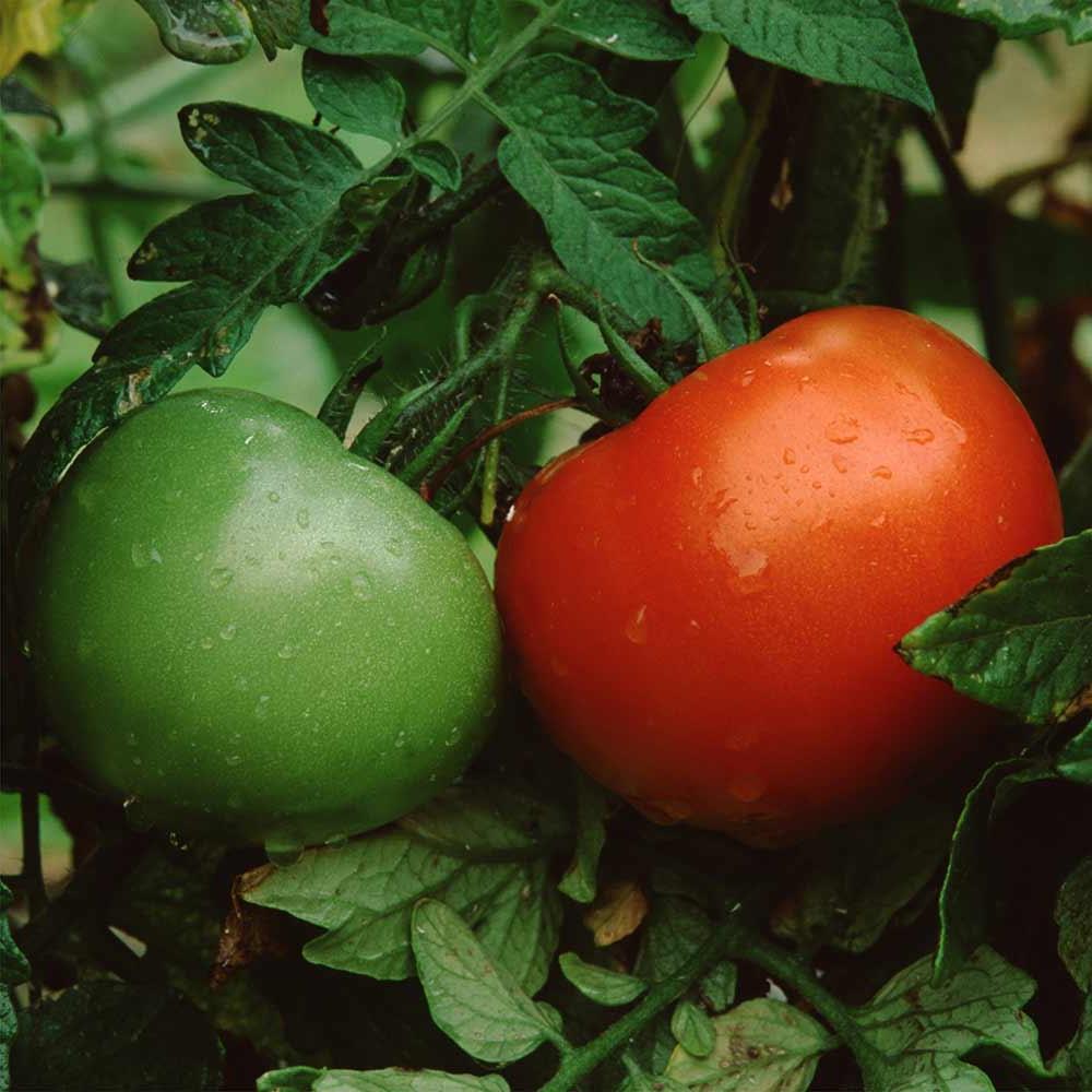 Tomato 'Better Boy' 4" 4"